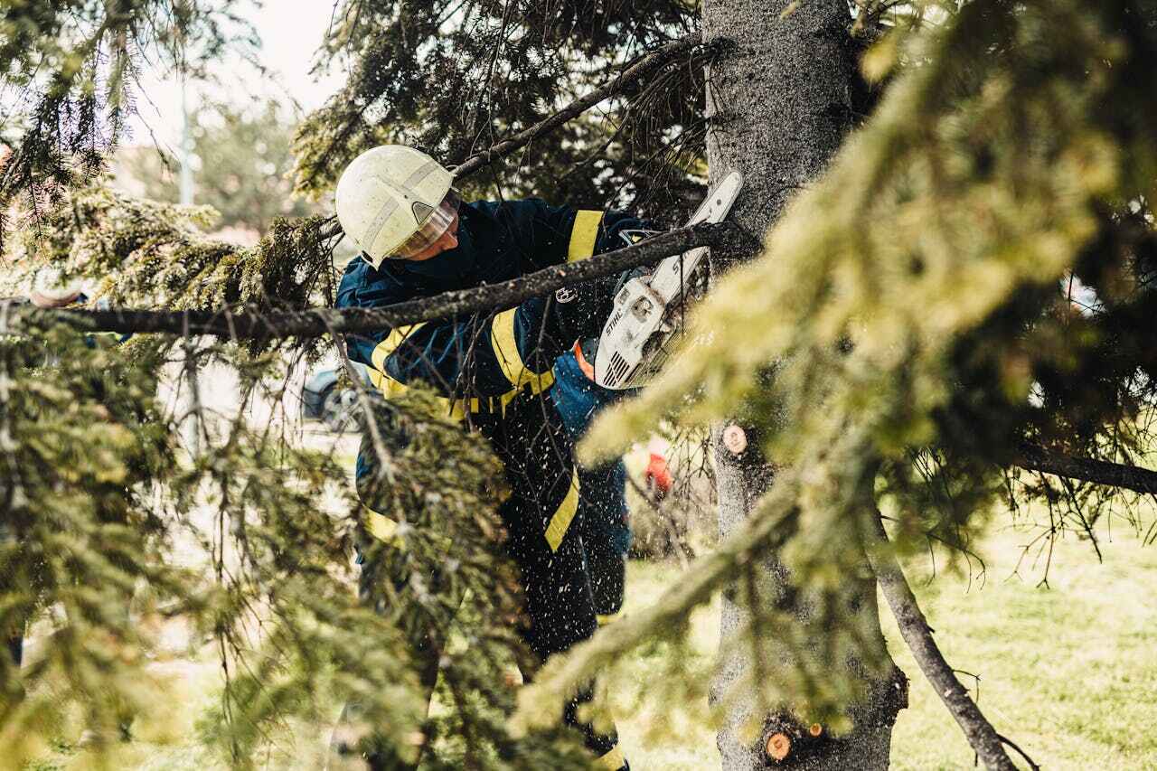 Palm Tree Trimming in Beaverton, OR